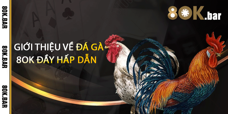 Giới thiệu về đá gà 8ok đầy hấp dẫn